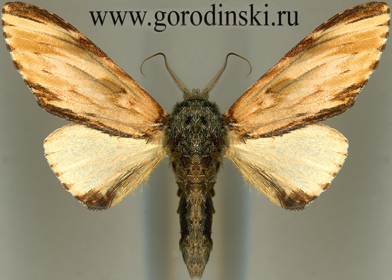 http://www.gorodinski.ru/notodontidae/Neopheosia fasciata fasciata.jpg